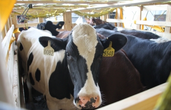 200 cô bò sữa hữu cơ “cưỡi” máy bay từ Úc về Việt Nam