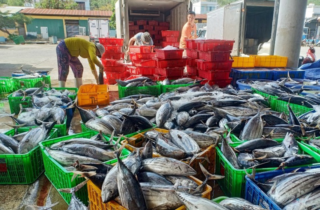 Khánh Hòa: Người làm nghề đánh bắt cá ngừ sọc dưa trúng lớn, lãi đậm - 1