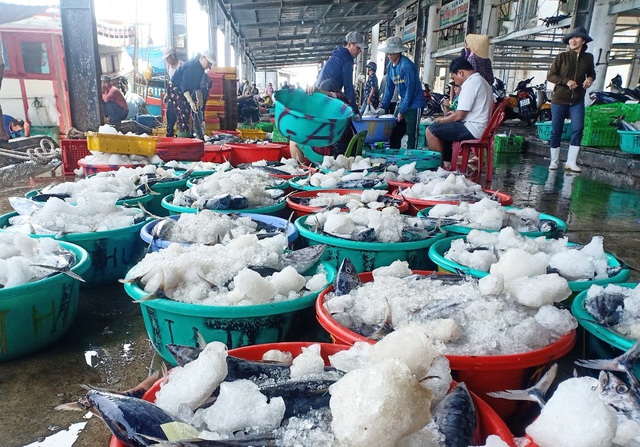Khánh Hòa: Người làm nghề đánh bắt cá ngừ sọc dưa trúng lớn, lãi đậm - 2