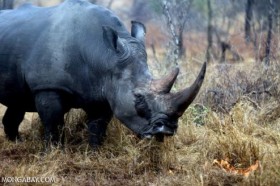 Buôn bán, vận chuyển sừng tê giác từ châu Phi về Việt Nam (Phần 1)