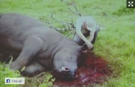 Buôn bán, vận chuyển sừng tê giác từ châu Phi về Việt Nam (phần 2)
