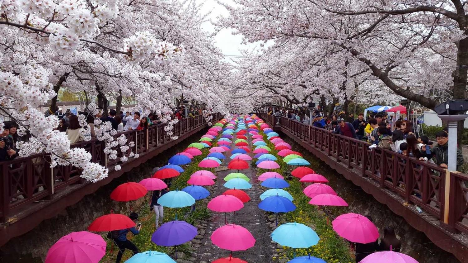 Các lễ hội xuân tại Hàn Quốc được mong chờ nhất trong năm