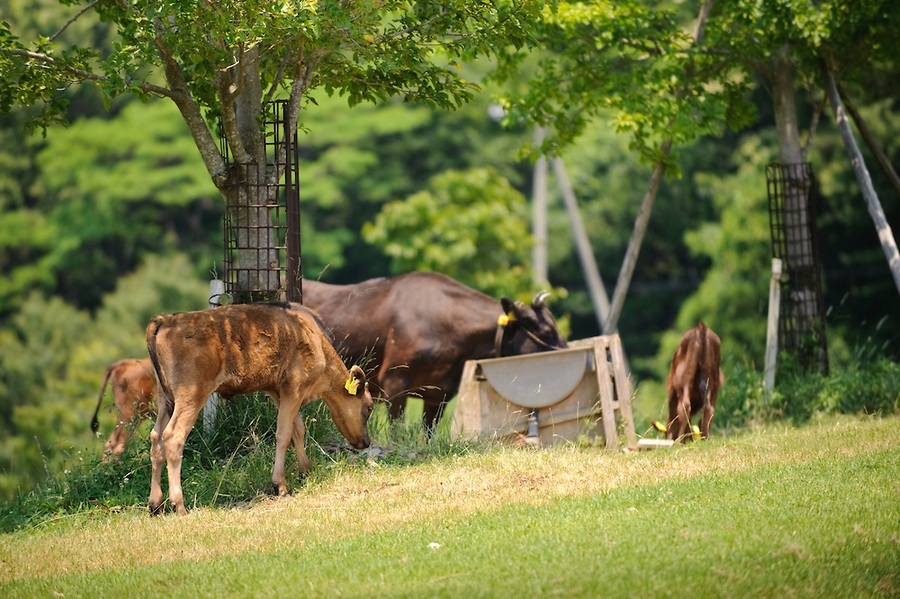 Tại sao thịt bò Kobe Wagyu lại đắt? Khám phá cuộc sống 