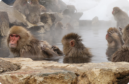 Ngắm khỉ tuyết Nhật Bản tắm nước nóng thư thái như con người