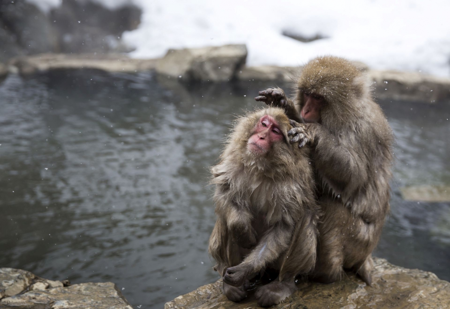 Ngắm khỉ tuyết Nhật Bản tắm nước nóng thư thái như con người
