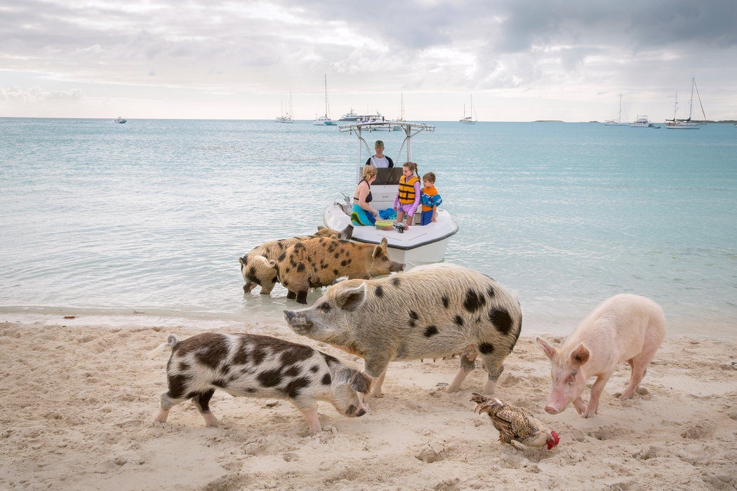 Thú vị hòn đảo có lợn biết bơi, giỏi xin ăn du khách