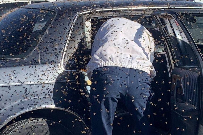 Vào siêu thị 10 phút, lúc ra phát hiện 15.000 con ong mật trong ô tô