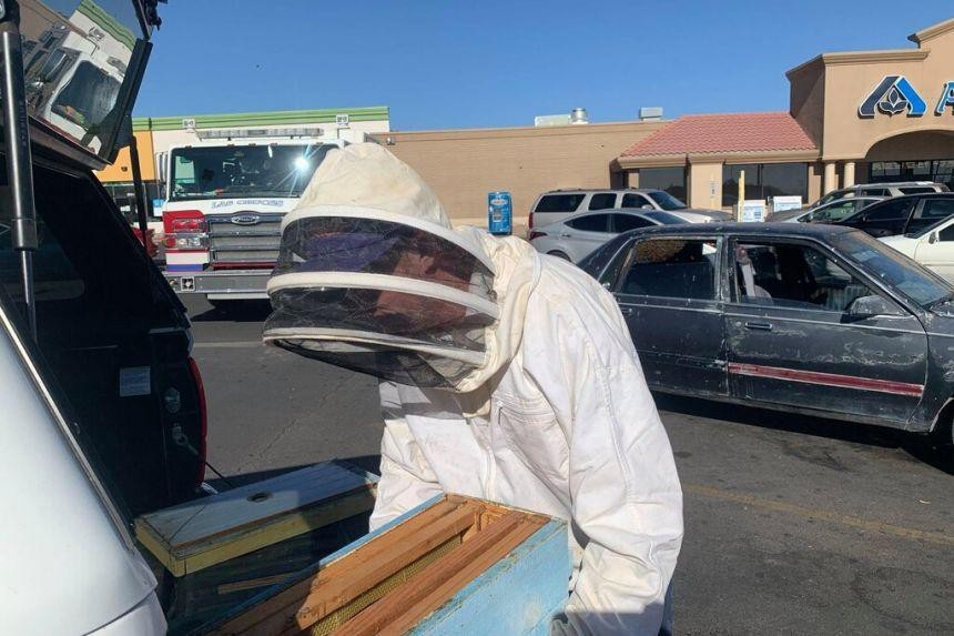 Vào siêu thị 10 phút, lúc ra phát hiện 15.000 con ong mật trong ô tô