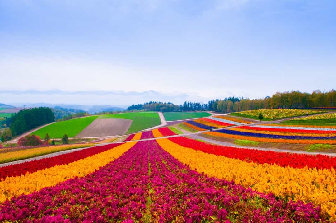 Mãn nhãn với những cánh đồng hoa đẹp ngất ngây trên thế giới