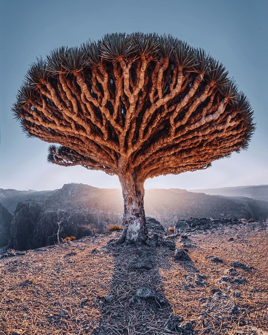 Khám phá “hòn đảo ngoài hành tinh” Socotra