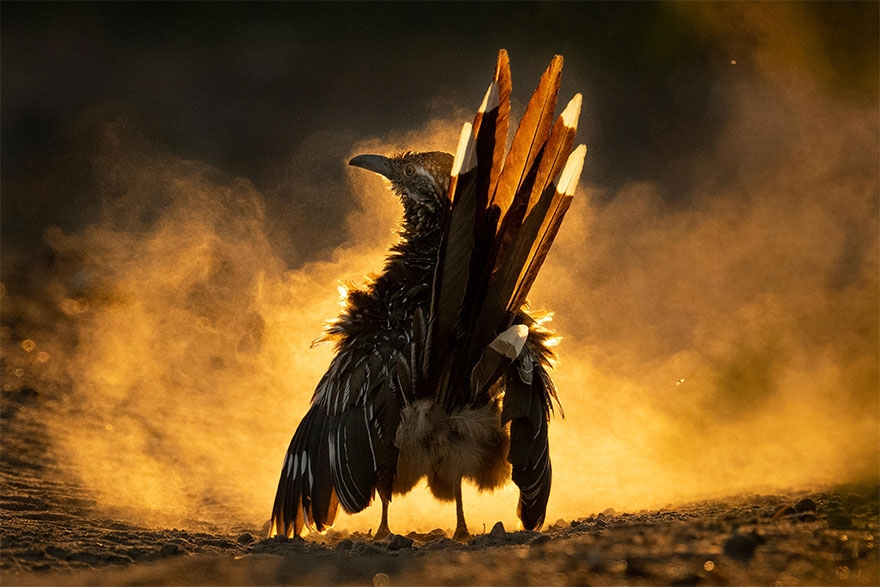 11 tác phẩm đoạt Giải thưởng Nhiếp ảnh Audubon năm 2021