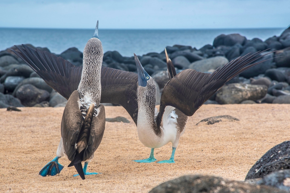 5 hòn đảo thiên đường ở vùng biển Galapagos nhất định bạn phải ghé thăm