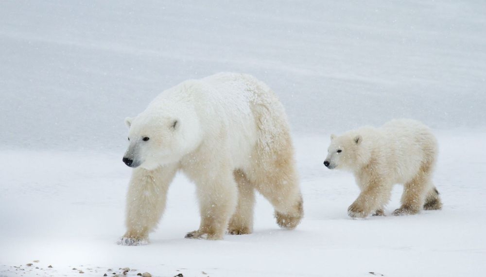 Hòa mình vào thiên nhiên tươi đẹp của vùng đất Alaska