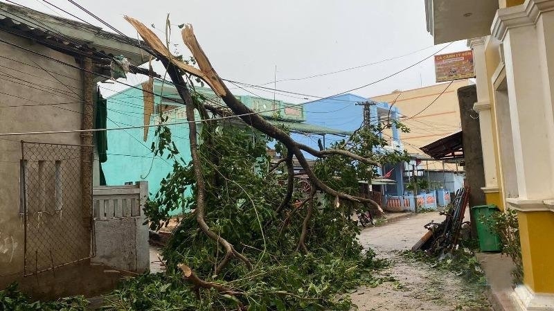 Giớ lớn gây gãy cây trên tuyến đường tại đảo Lý Sơn