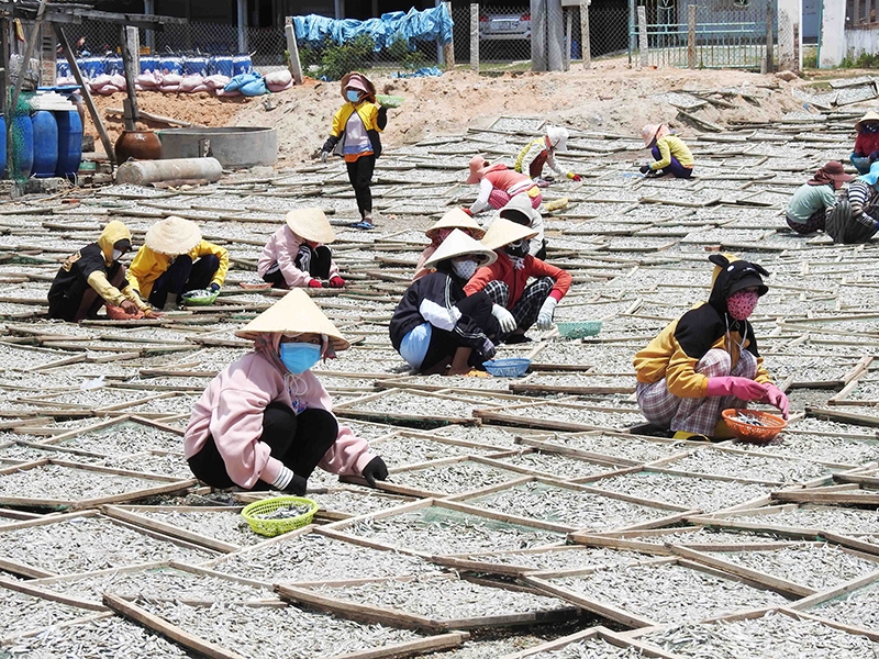 Hàng chục lao động nữ thường xuyên đảo cá trong lúc phơi nắng để cá nhanh khô, đồng thời làm công đoạn phân loại kích cỡ cá để thuận lợi cho việc đóng gói sản phẩm. 