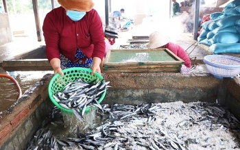 Nhộn nhịp nghề hấp cá ở Ninh Thuận