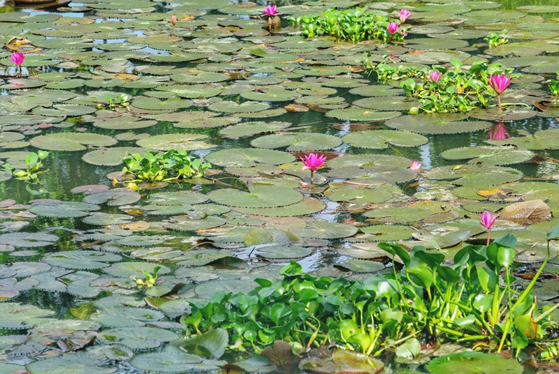 cau ngoi thanh toan buc tranh yen binh xu hue