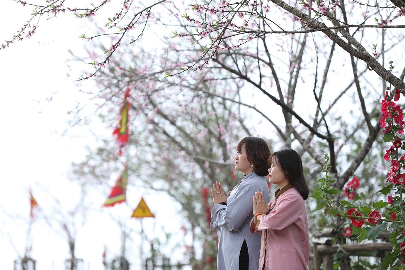Cần gì tới Nhật Bản hay đi Hàn, cả một trời hoa đào ngợp ngời ở Fansipan này