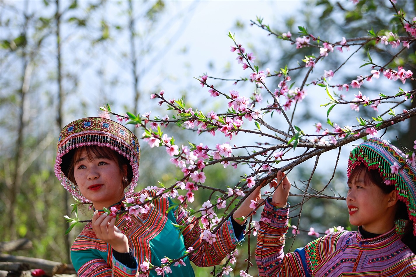 Cần gì tới Nhật Bản hay đi Hàn, cả một trời hoa đào ngợp ngời ở Fansipan này