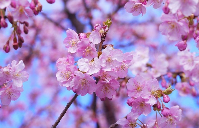 20.000 cành hoa anh đào Nhật Bản sẽ khoe sắc tại Hà Nội