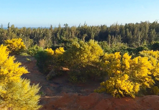 ruc ro mua hoa keo la tram tai phan thiet