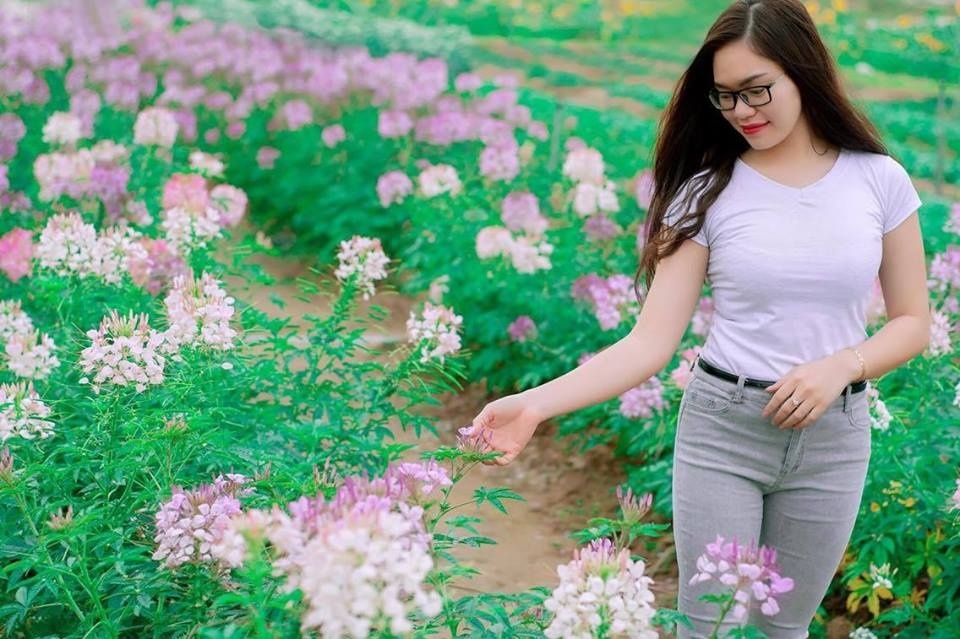 Thiên đường hoa tam giác mạch ở Quảng Ninh