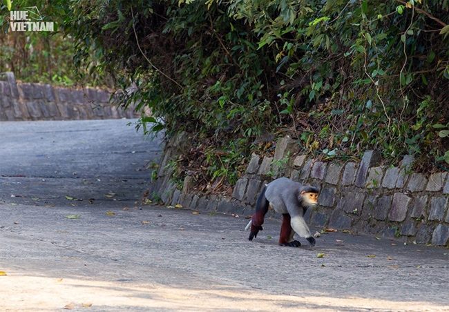 huong sac xuan tren dinh bach ma