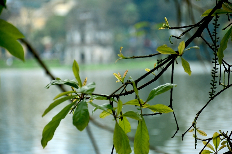 ha noi ruc ro mua loc vung thay la