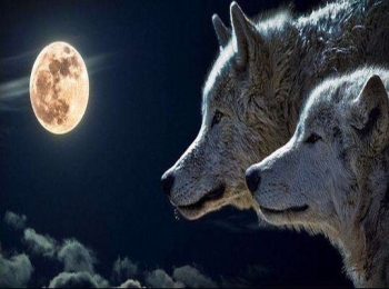 Cách chia thức ăn cho bầy sói, sư tử giúp báo nhìn thấu hiểu 4 bài học đắt giá ở đời!