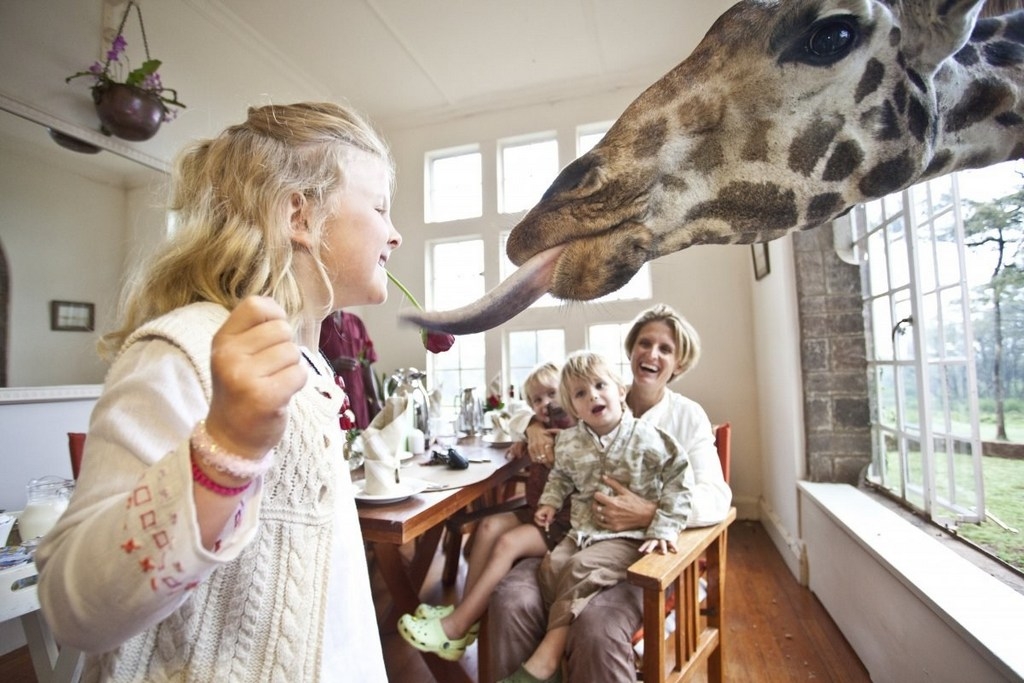 Thưởng thức bữa sáng thú vị với hươu cao cổ  tại Trang viên Giraffe ở Kenya