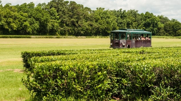 kham pha trang trai tra thuong mai duy nhat o my