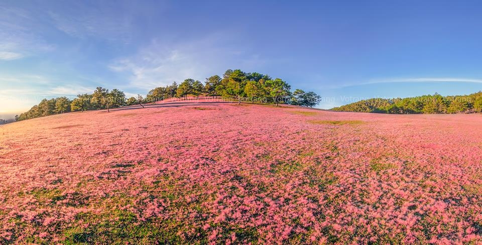 Khám phá hai đồi cỏ hồng đẹp nhất Đà Lạt