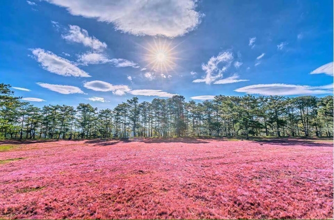Khám phá hai đồi cỏ hồng đẹp nhất Đà Lạt