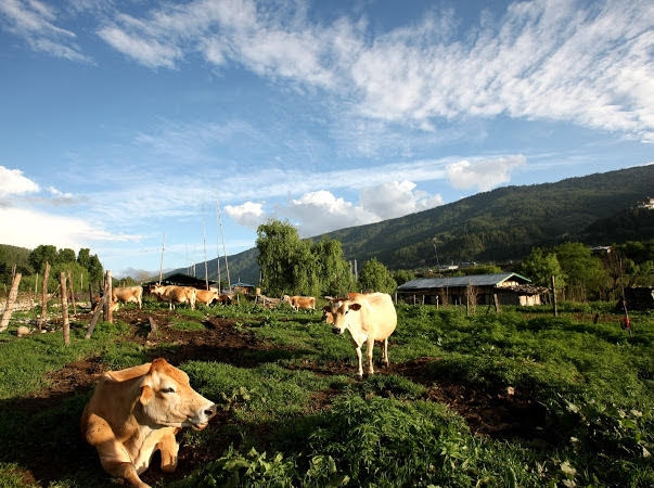 tinh yeu bhutan trong toi phan ii