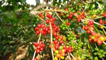 Giá cà phê hôm nay 4/1: Robusta tăng mạnh bất ngờ