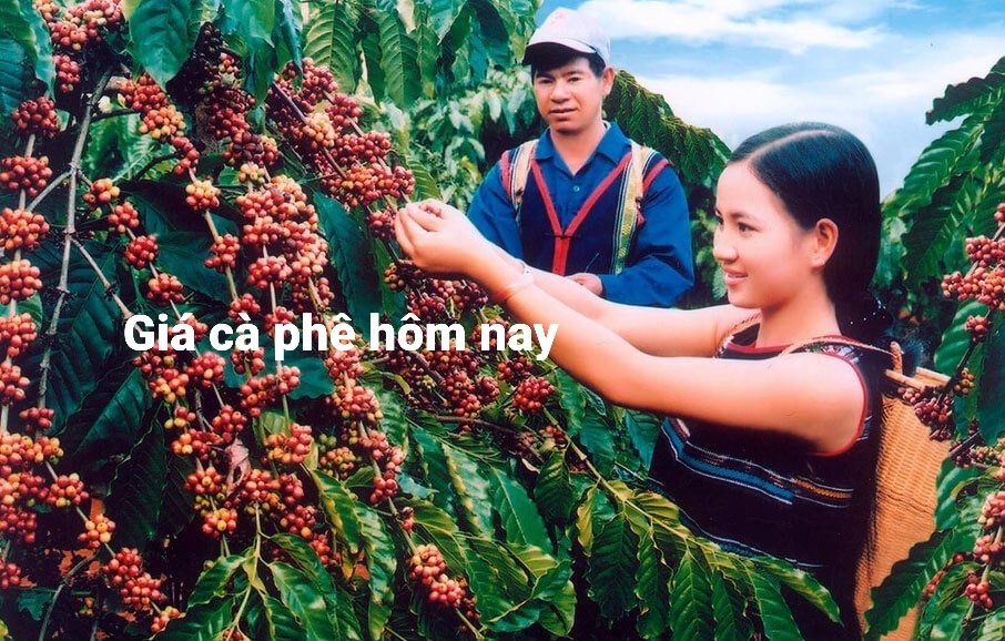 Giá cà phê hôm nay 1/8: Thị trường trong nước đi ngang