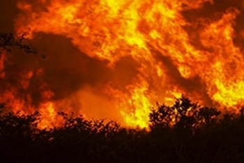 Tin Bộ Ngoại giao: Điện thăm hỏi cháy rừng tại Algeria