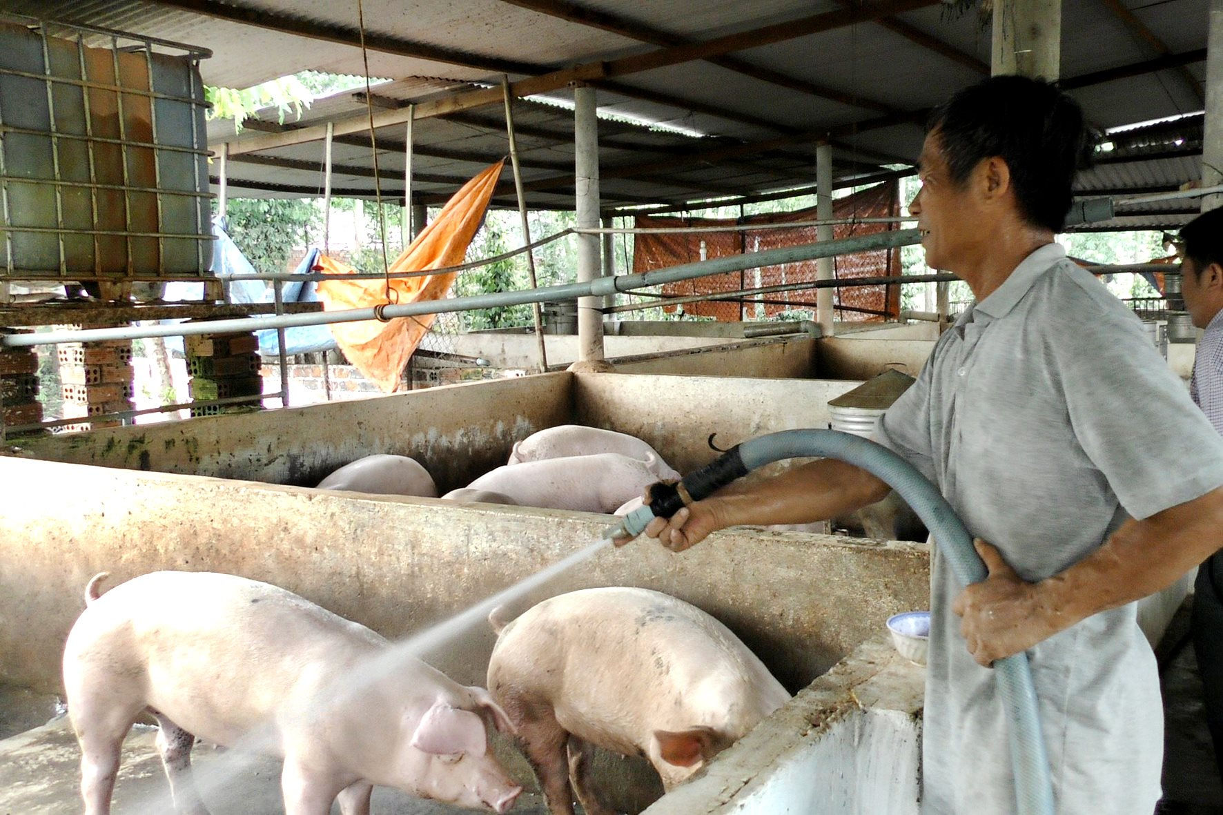 Giá lợn heo hơi hôm nay 29/8: Cao nhất là 70.000 đồng/kg và thấp nhất là 62.000 đồng/kg