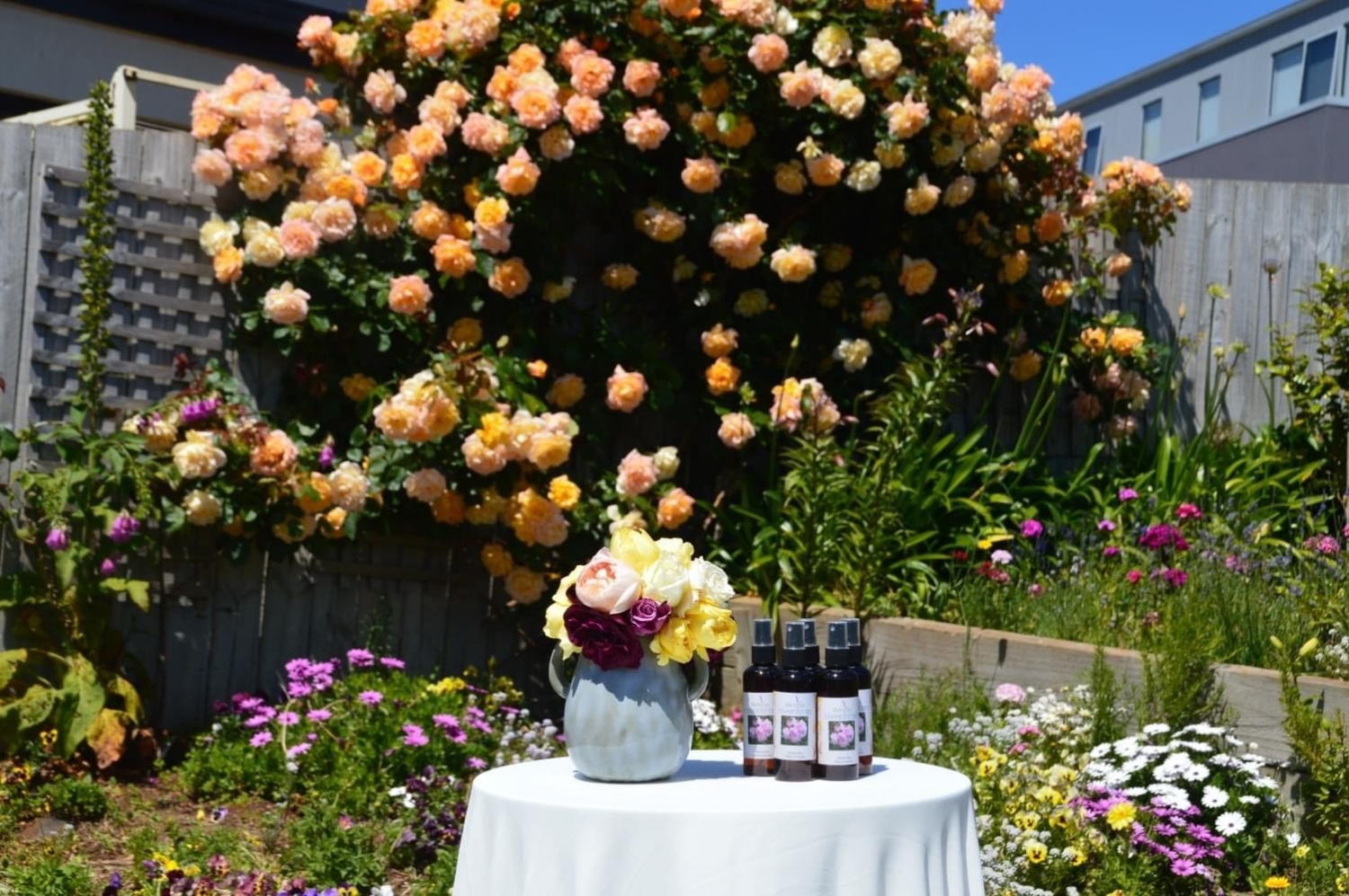 Luyến Morrison- từ nghệ nhân trồng hoa hồng đến nhà sản xuất hãng nước hoa hồng Puretas