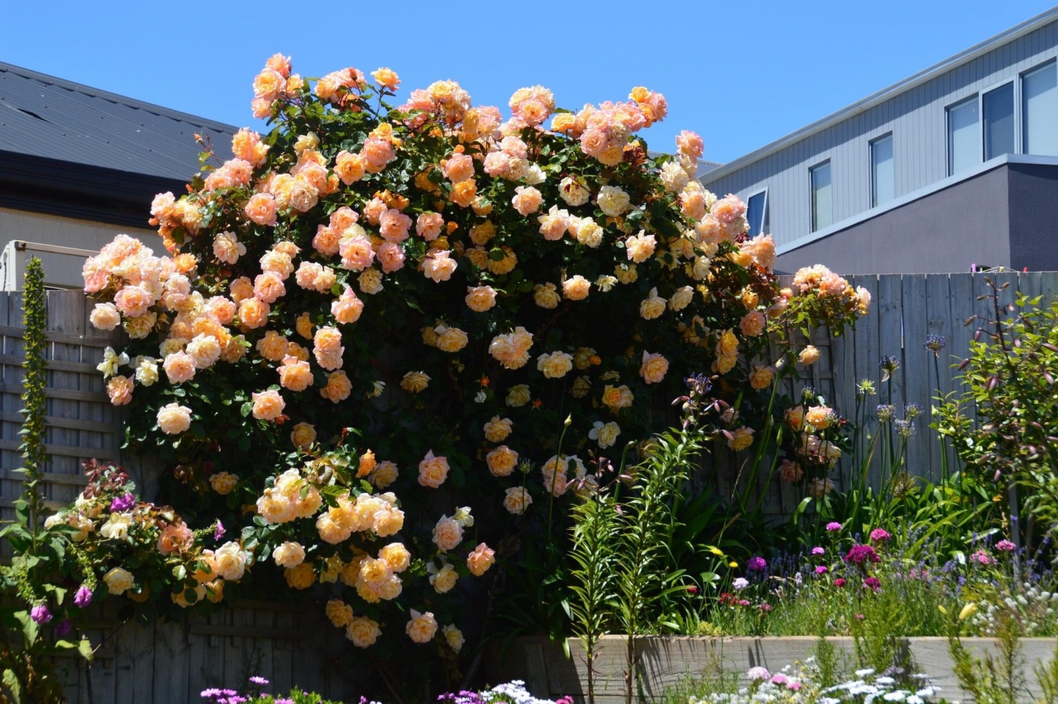 Luyến Morrison- từ nghệ nhân trồng hoa hồng đến nhà sản xuất hãng nước hoa hồng Puretas
