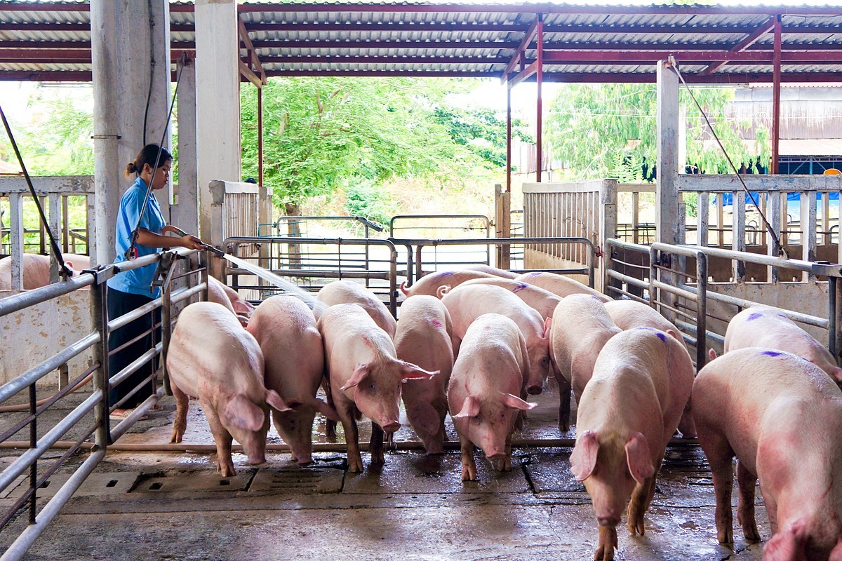 Giá lợn heo hơi hôm nay 10/9: Cao nhất là 69.000 đồng/kg