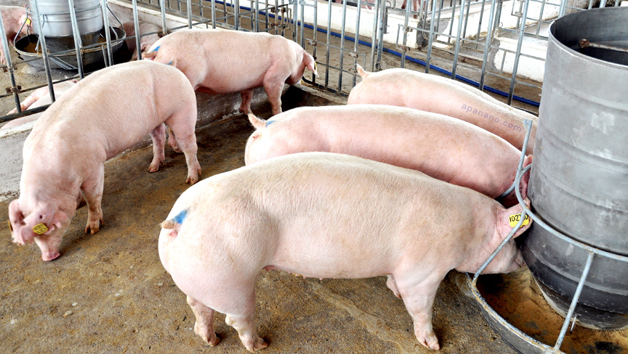 Giá lợn heo hơi hôm nay 14/9: Điều chỉnh giảm 1.000 – 4.000 đồng/kg
