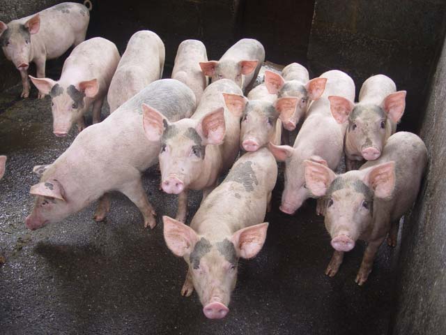 Giá lợn heo hơi hôm nay 21/9: giảm sâu từ 1000 đồng/kg đến 6000 đồng/kg