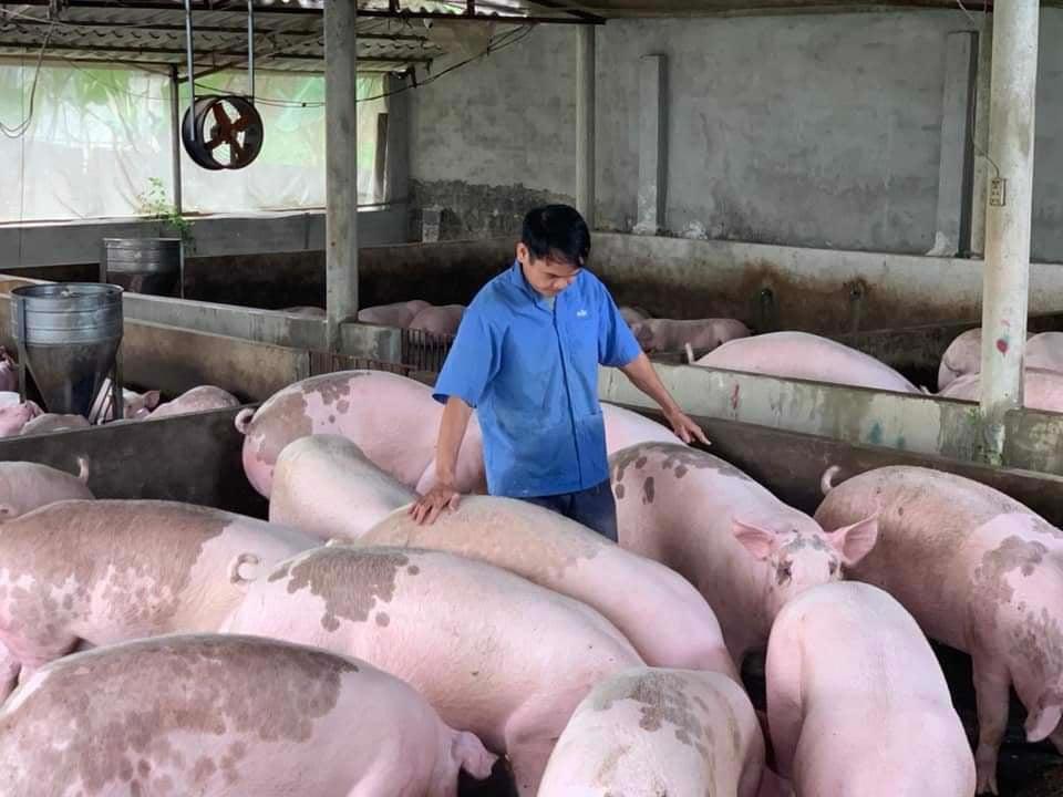Giá lợn heo hơi hôm nay 28/9: Giảm sâu từ 1.000 – 5.000 đồng/kg