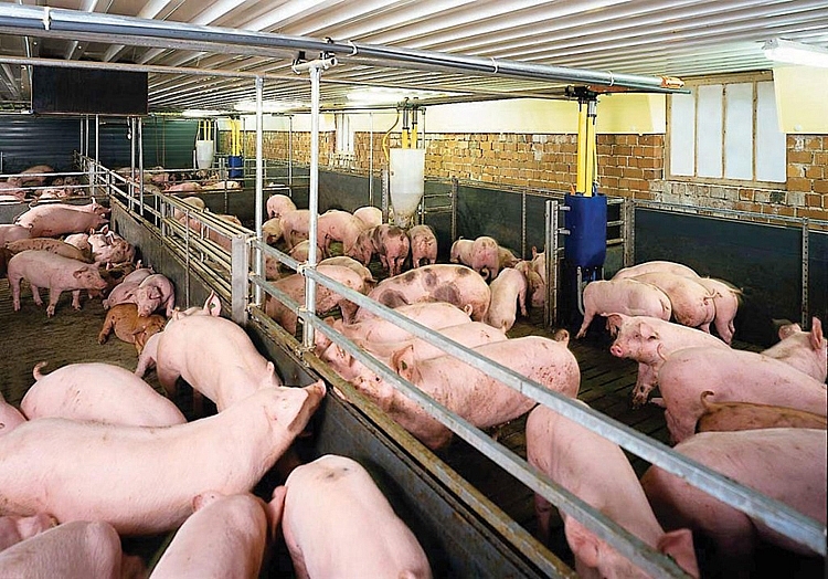 Giá lợn heo hơi hôm nay 3/10: Điều chỉnh tăng cao nhất 2.000 đồng/kg