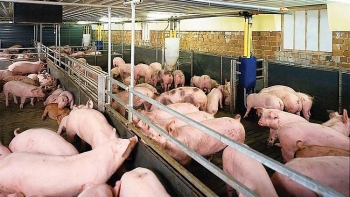 Giá lợn heo hơi hôm nay 3/10: Điều chỉnh tăng cao nhất 2.000 đồng/kg
