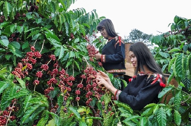 Giá cà phê hôm nay 11/10: Cà phê trên 2 sàn có sự thay đổi đối chiều nhau