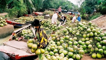 Tập trung xây dựng vùng sản xuất dừa theo hướng hữu cơ tại Bến Tre