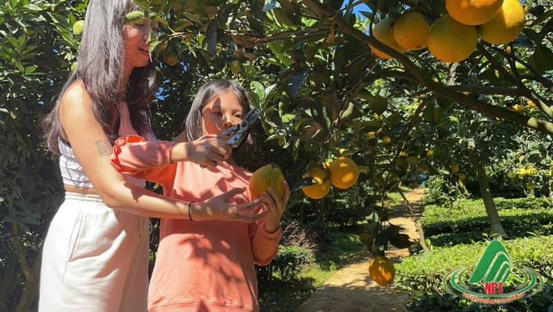 Tất Tật về vườn cam ly Mộc Châu siêu đẹp và ngon