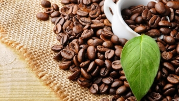Giá cà phê hôm nay 21/11: Trong nước ghi nhận đồng loạt dưới 40.000 đồng/kg